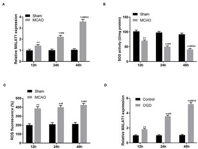 Long Non-coding RNAMALAT1 Knockdown Alleviates Cerebral Ischemia/Reperfusion Injury of Rats Through Regulating the miR-375/PDE4D Axis